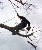 Cornwall Tree Surgery