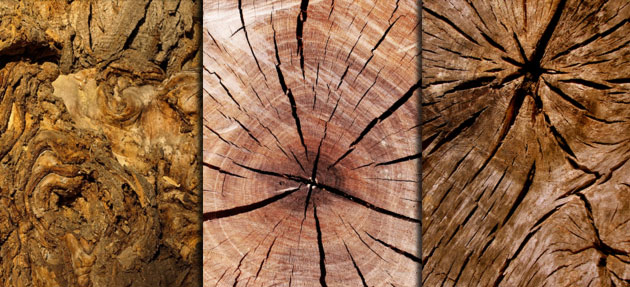 Tree Surgeon Devon
