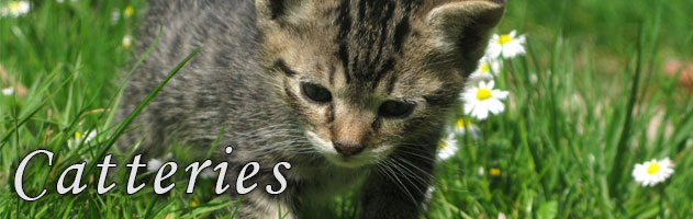 Catteries Devon