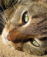 Devon Catteries