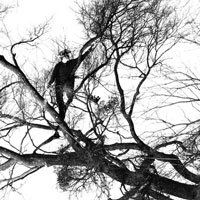 Tavistock Tree Surgeon