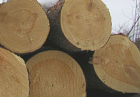 Tree Surgeon Launceston