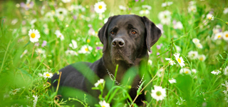 Kennels Devon