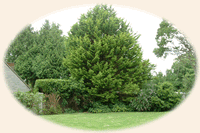 Somerset Care Homes