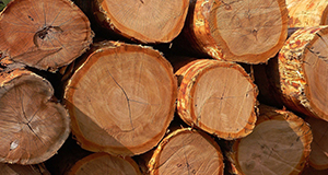 Tree Surgeons Somerset