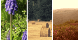 somerset hotels