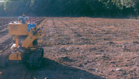 Somerset Stump Removal
