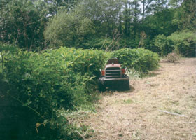 Somerset Tree Stump Grinding
