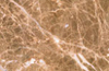 Devon Stone Flooring